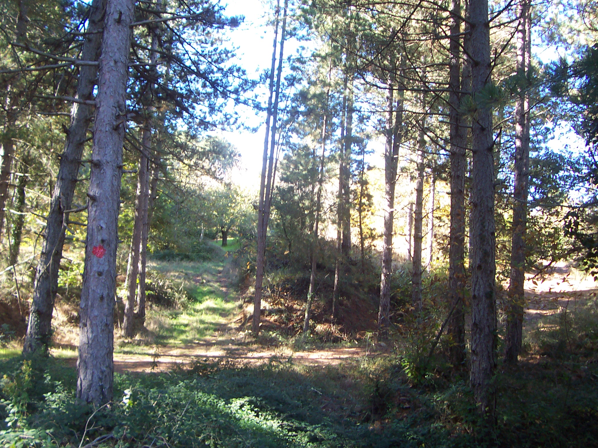 100_1142 - Copy